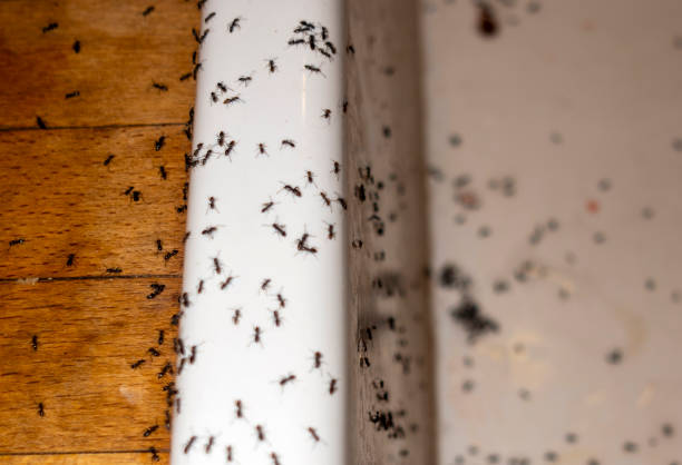 Fair Oaks, GA Pest Control Company